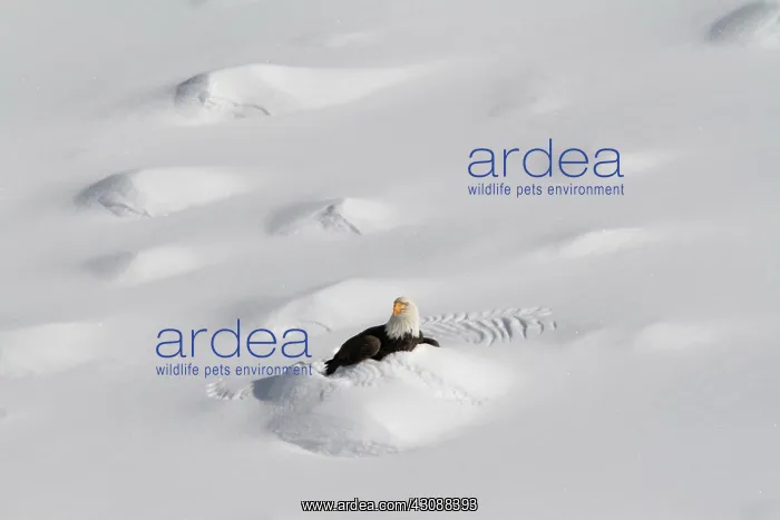 : Burrowing Bald Eagle : Burrowing Bald Eagle