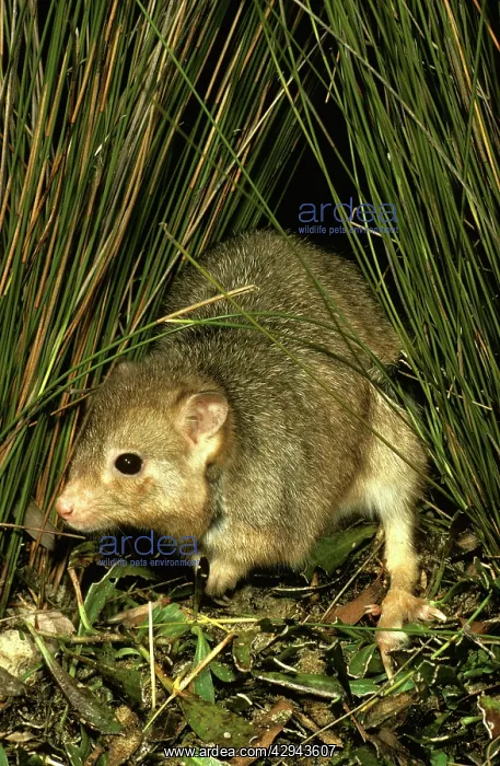  : Burrowing bettong (Boodie, LesueurIs rat-kangaroo)