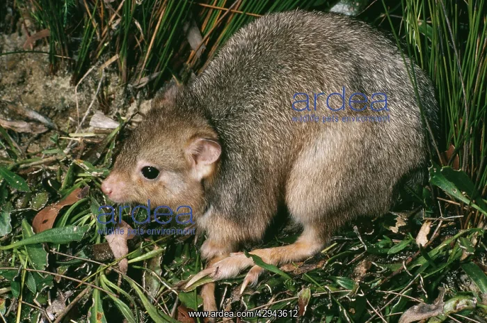 : Burrowing bettong (Boodie, LesueurIs rat-kangaroo) : Burrowing bettong (Boodie, LesueurIs rat-kangaroo)