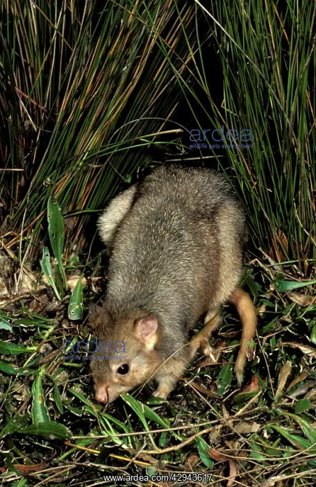 : Burrowing bettong (Boodie, LesueurIs rat-kangaroo) : Burrowing bettong (Boodie, LesueurIs rat-kangaroo)
