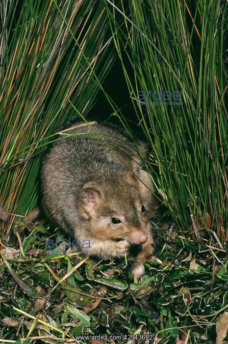 : Burrowing bettong (Boodie, LesueurIs rat-kangaroo) : Burrowing bettong (Boodie, LesueurIs rat-kangaroo)