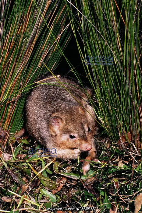 : Burrowing Bettong / Boodie / Lesueur's Rat Kangaroo : Burrowing Bettong / Boodie / Lesueur's Rat Kangaroo