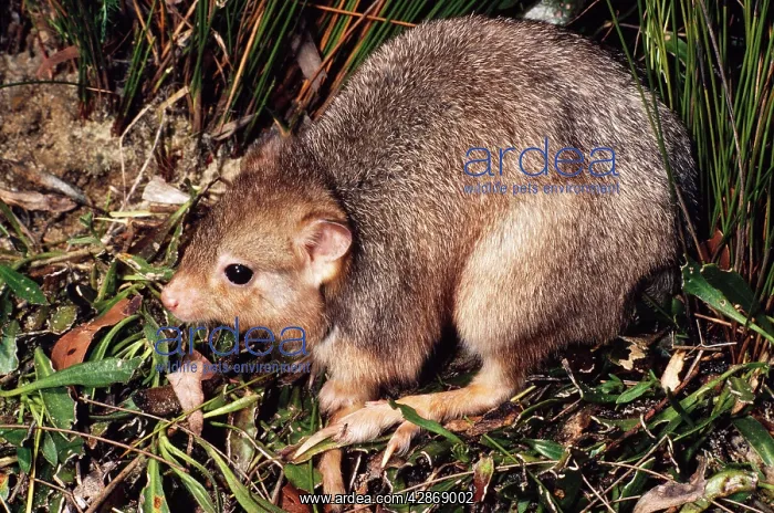 : Burrowing Bettong / Boodie / Lesueur's Rat Kangaroo : Burrowing Bettong / Boodie / Lesueur's Rat Kangaroo