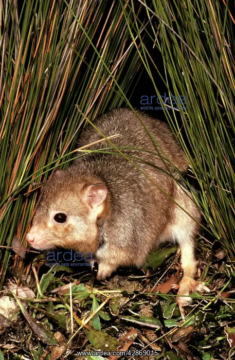 : Burrowing Bettong / Boodie / Lesueur's Rat Kangaroo : Burrowing Bettong / Boodie / Lesueur's Rat Kangaroo