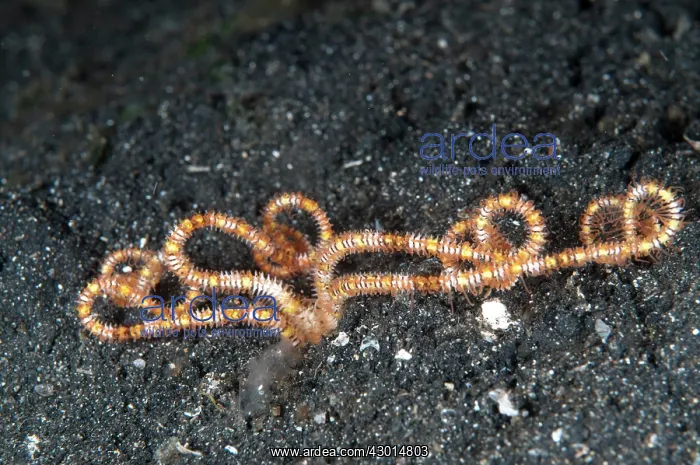  : Burrowing Brittle Star during night dive