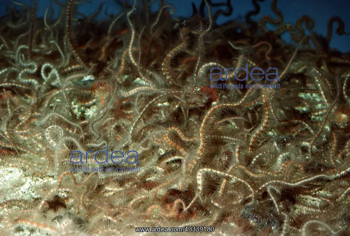 : BURROWING BRITTLE STAR / Starfish - on Sand / Gravel botttom : BURROWING BRITTLE STAR / Starfish - on Sand / Gravel botttom
