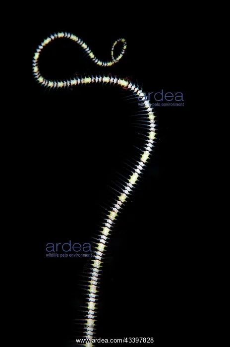 : Burrowing Brittle Star tentacle : Burrowing Brittle Star tentacle