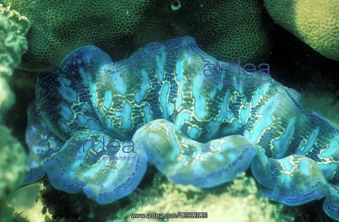 : Burrowing CLAM : Burrowing CLAM