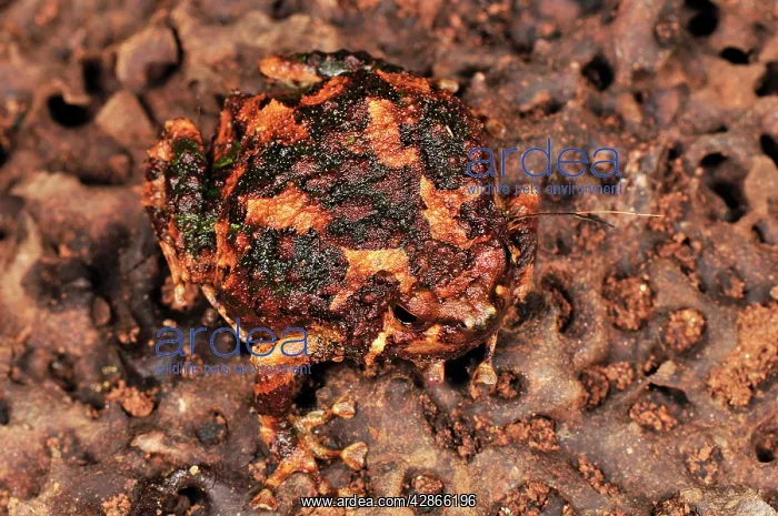 : Burrowing Frog : Burrowing Frog