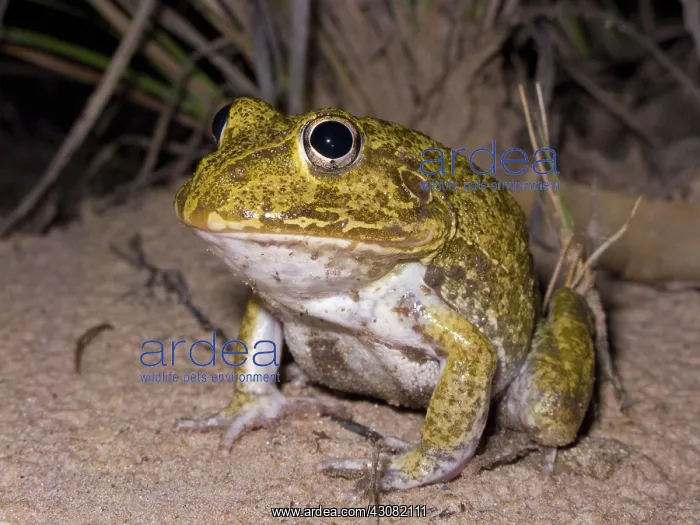 : Burrowing frog : Burrowing frog
