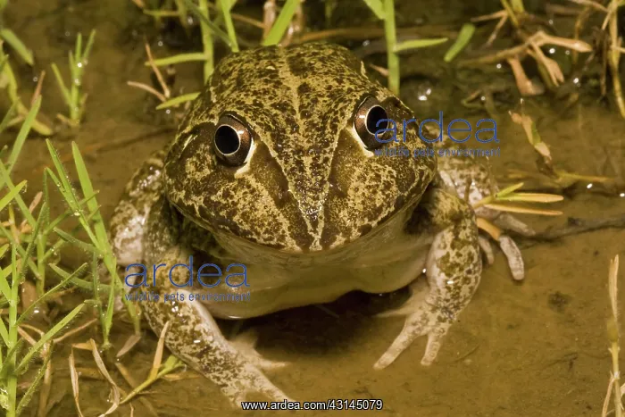 : Burrowing frog : Burrowing frog