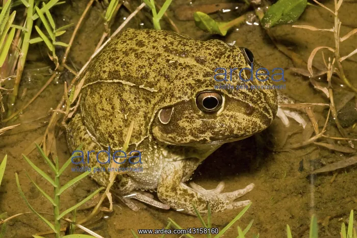 : Burrowing frog : Burrowing frog