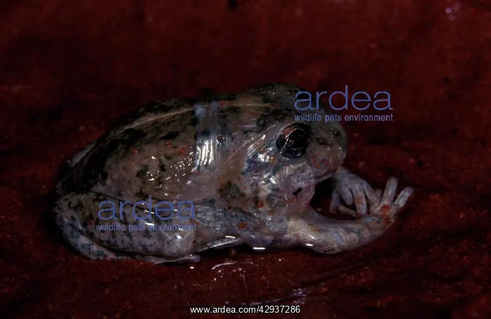 : A burrowing frog - removing 'cocoonI after aestivation : A burrowing frog - removing 'cocoonI after aestivation