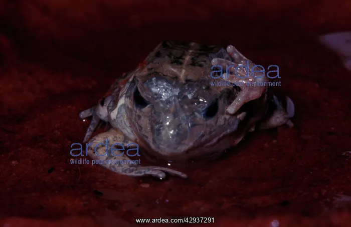 : A burrowing frog - removing 'cocoonI after astivation : A burrowing frog - removing 'cocoonI after astivation