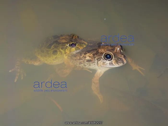  : Burrowing Frogs in amplexus