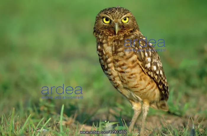 : Burrowing Owl : Burrowing Owl