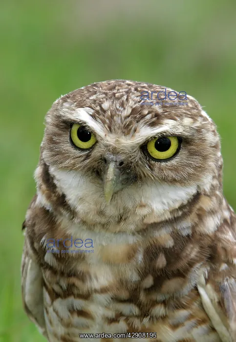 : Burrowing Owl : Burrowing Owl