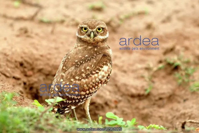 : Burrowing Owl : Burrowing Owl