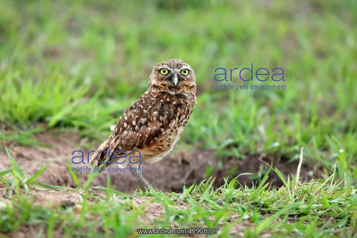 : Burrowing Owl : Burrowing Owl