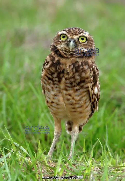 : Burrowing Owl : Burrowing Owl