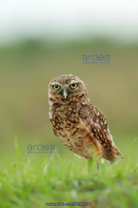 : Burrowing Owl : Burrowing Owl
