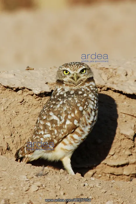 : Burrowing Owl : Burrowing Owl