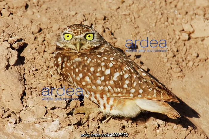 : Burrowing Owl : Burrowing Owl