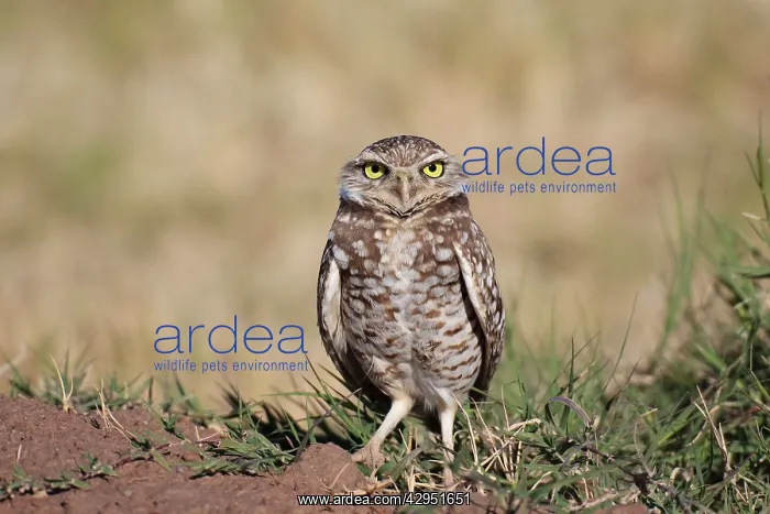 : Burrowing Owl : Burrowing Owl