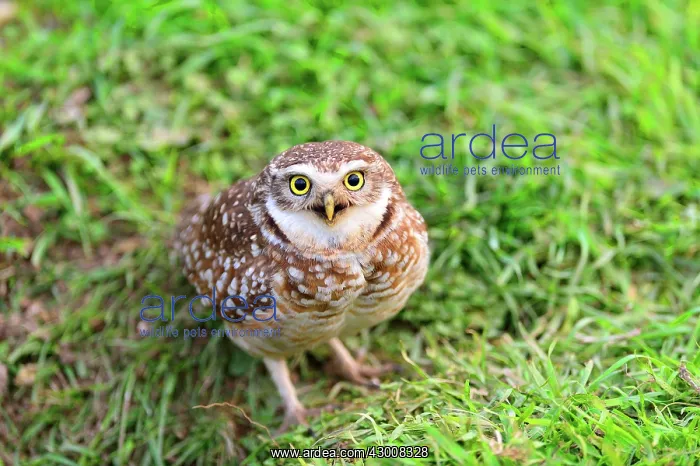 : Burrowing Owl : Burrowing Owl