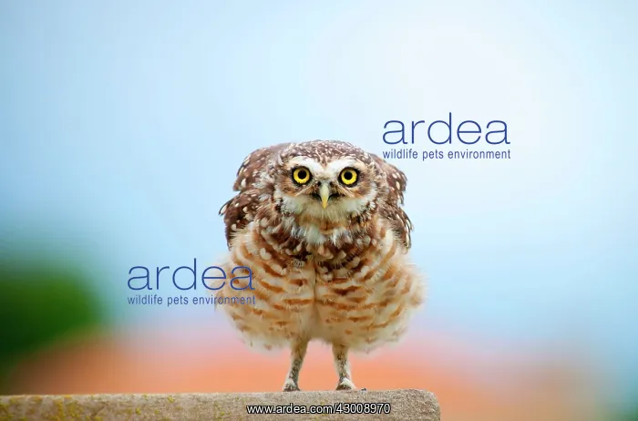 : Burrowing Owl : Burrowing Owl