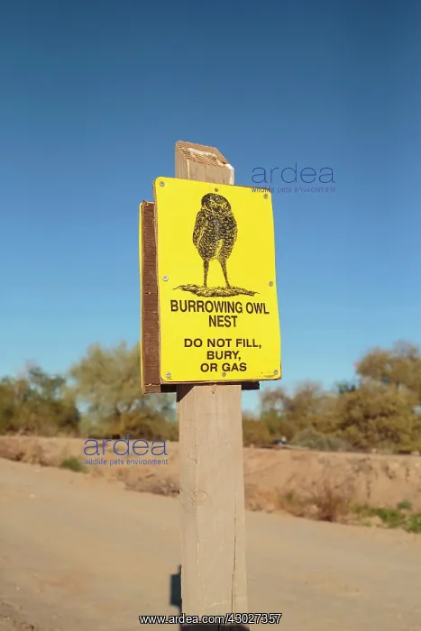 : Burrowing Owl : Burrowing Owl