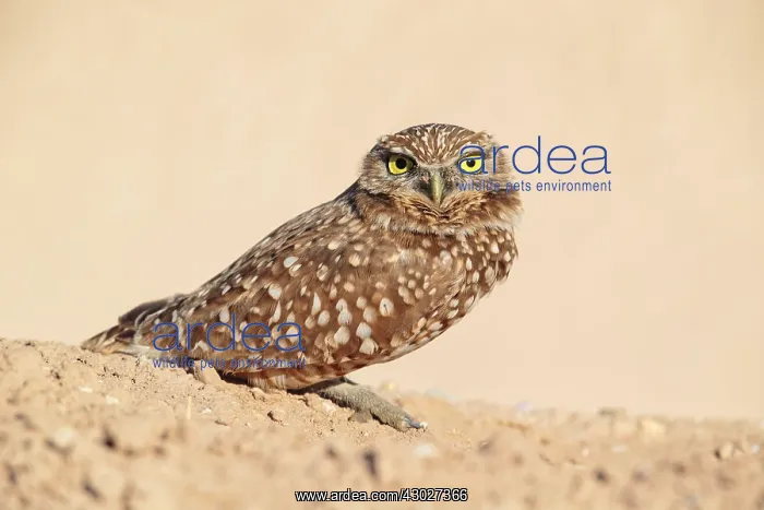 : Burrowing Owl : Burrowing Owl