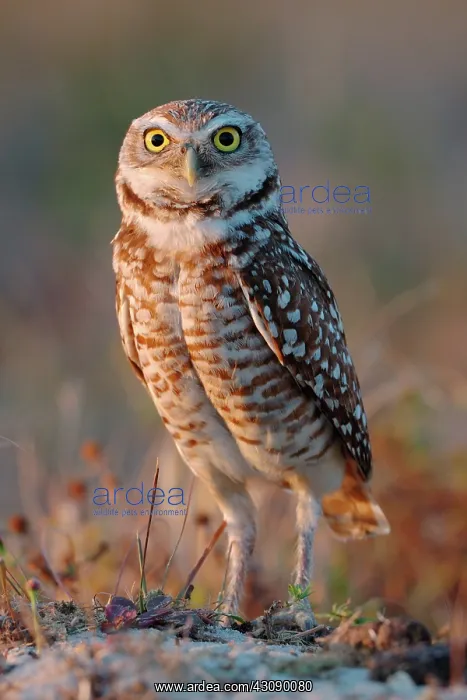 : Burrowing Owl : Burrowing Owl
