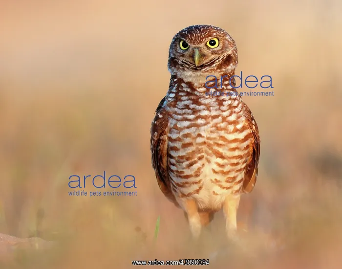 : Burrowing Owl : Burrowing Owl