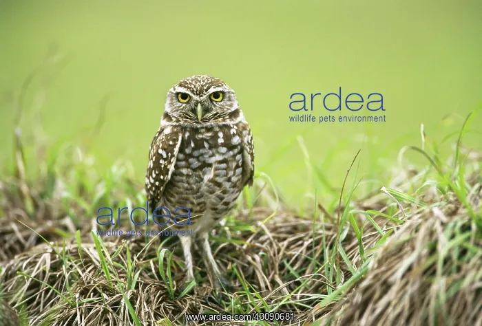 : Burrowing Owl : Burrowing Owl