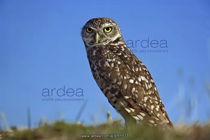 : Burrowing Owl : Burrowing Owl