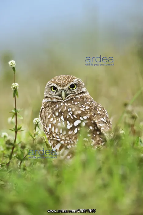 : Burrowing Owl : Burrowing Owl