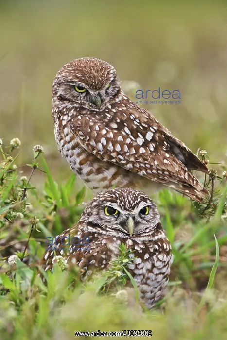: Burrowing Owl : Burrowing Owl