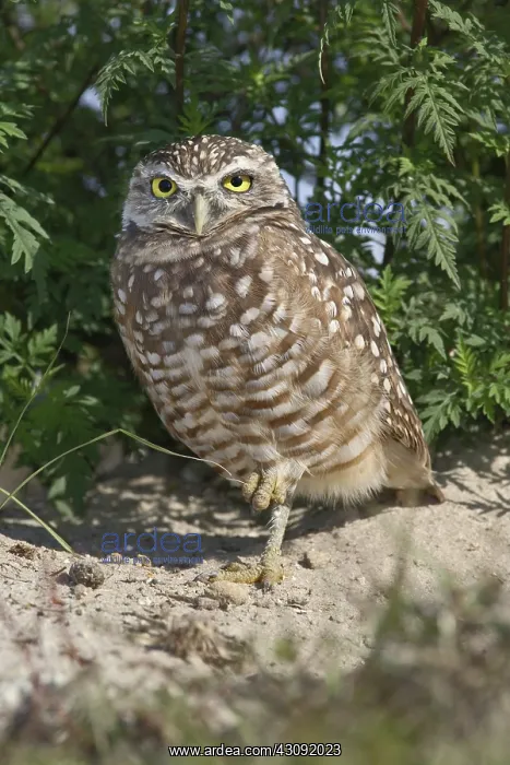 : Burrowing Owl : Burrowing Owl