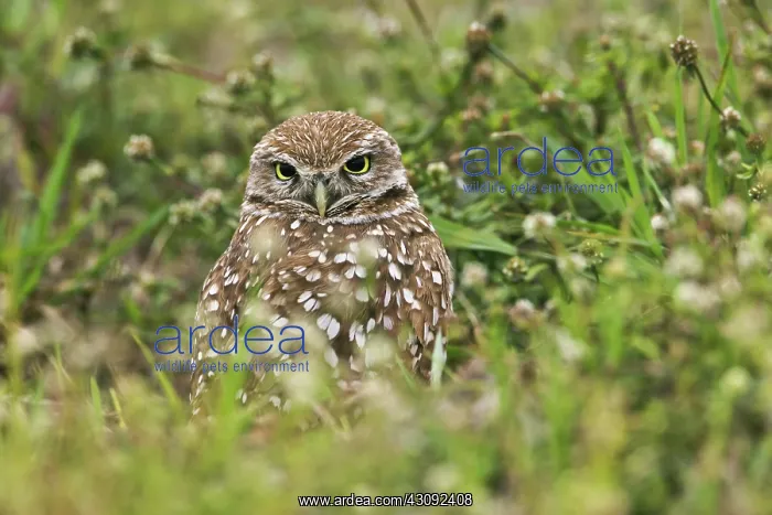 : Burrowing Owl : Burrowing Owl