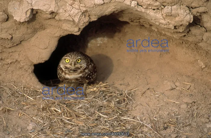 : Burrowing Owl : Burrowing Owl
