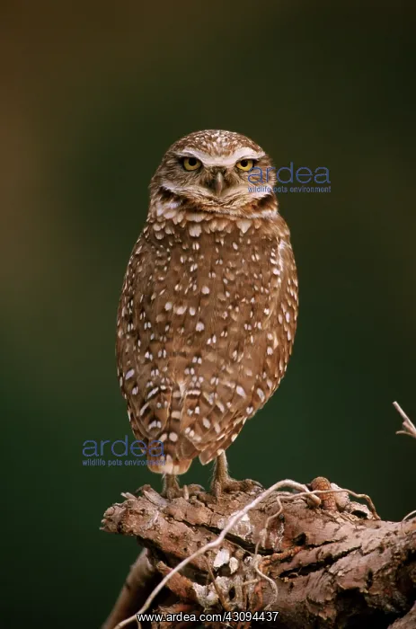 : Burrowing Owl : Burrowing Owl