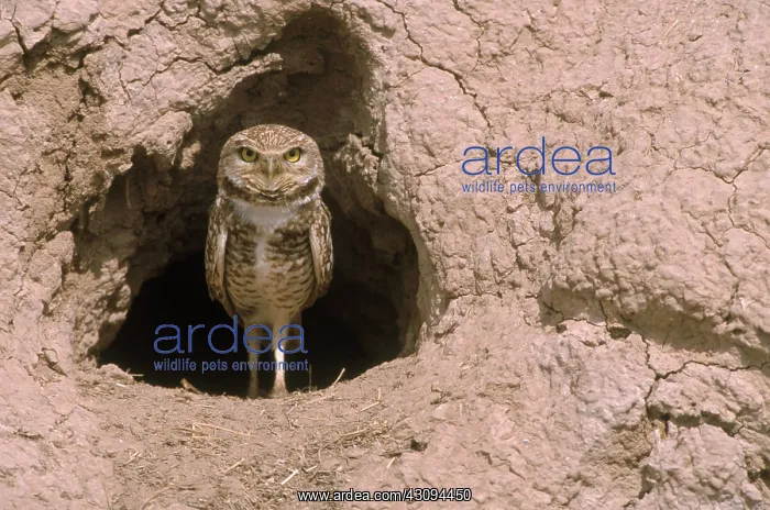 : Burrowing Owl : Burrowing Owl