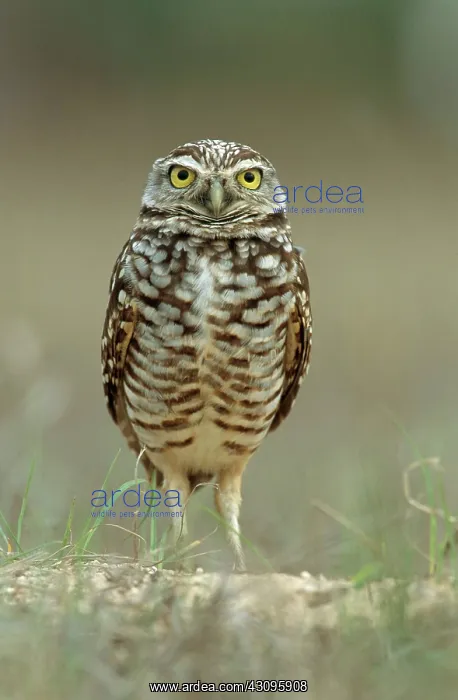 : Burrowing Owl : Burrowing Owl