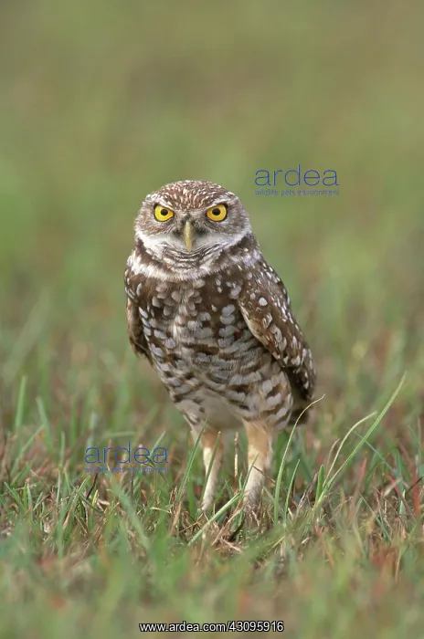 : Burrowing Owl : Burrowing Owl