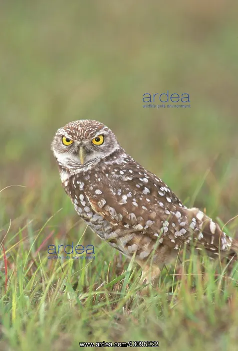 : Burrowing Owl : Burrowing Owl