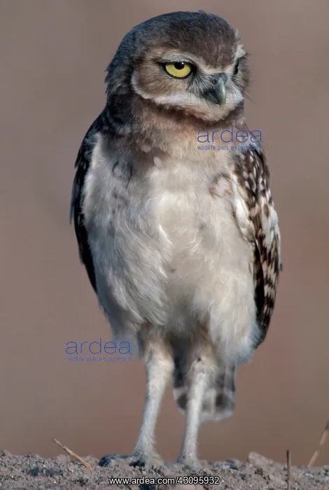 : Burrowing Owl : Burrowing Owl