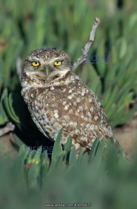 : Burrowing Owl : Burrowing Owl