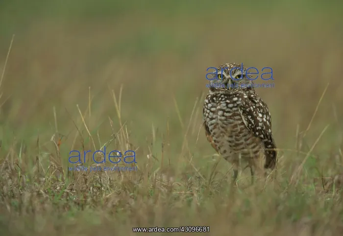  : Burrowing Owl