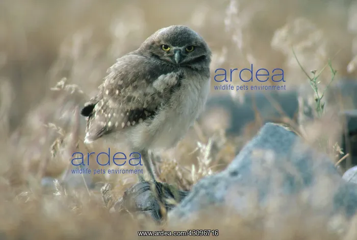 : Burrowing Owl : Burrowing Owl